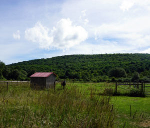 Horse and Hills in Cuba, New York