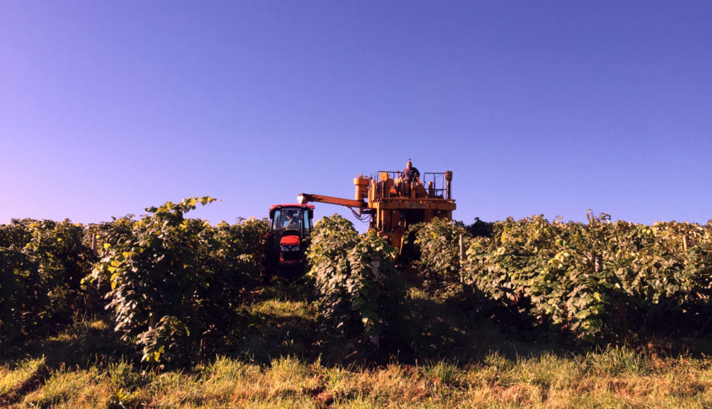 Grape Harvest in the Finger Lakes