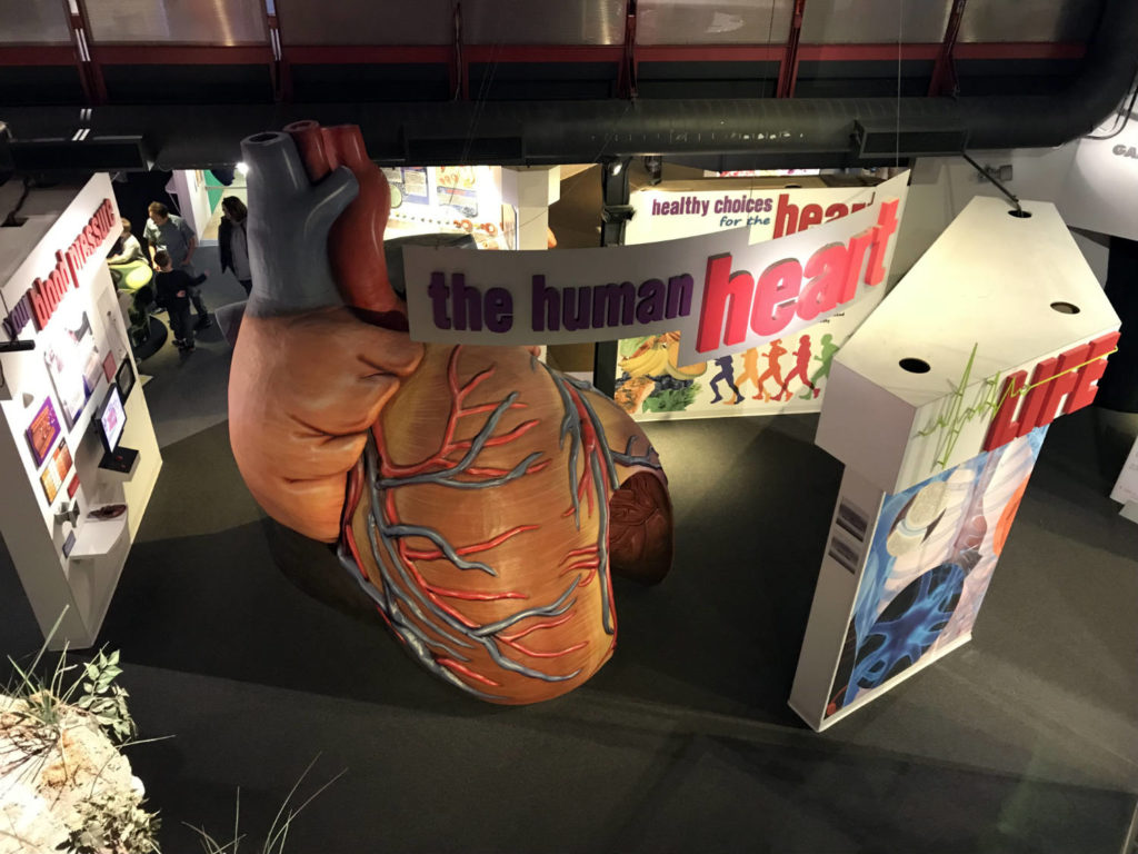 Heart Exhibit at the MOST Museum in Syracuse, New York