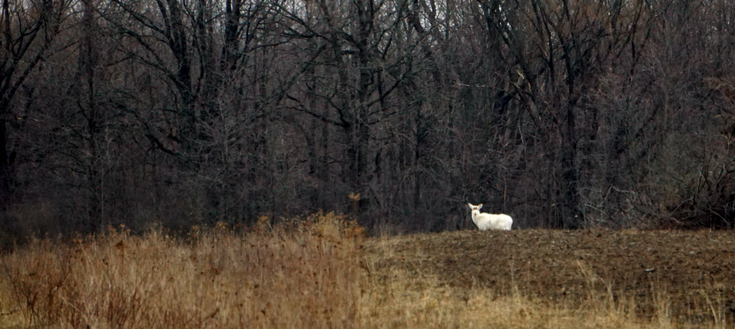 How to See the Seneca White Deer in the Finger Lakes Exploring Upstate
