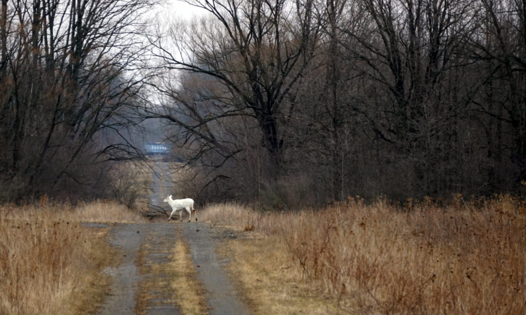 Seneca White Deer Crossing the Road in the Seneca Army Depot in the Finger Lakes