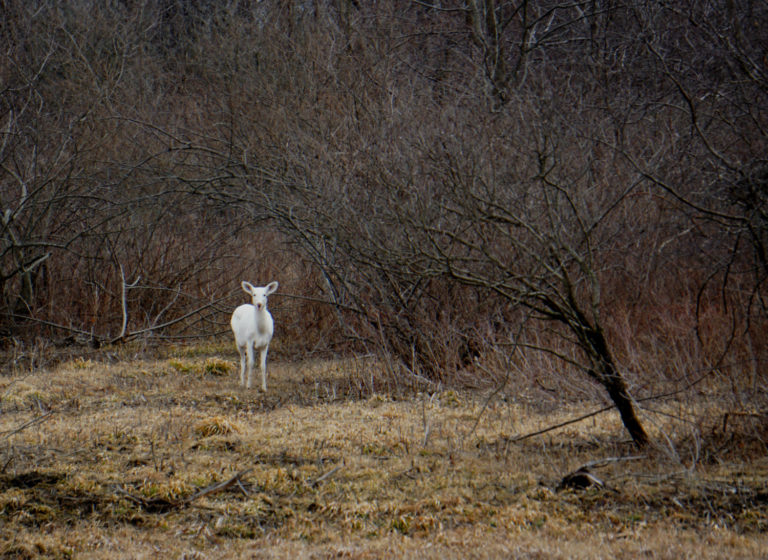 How to See the Seneca White Deer in the Finger Lakes Exploring Upstate