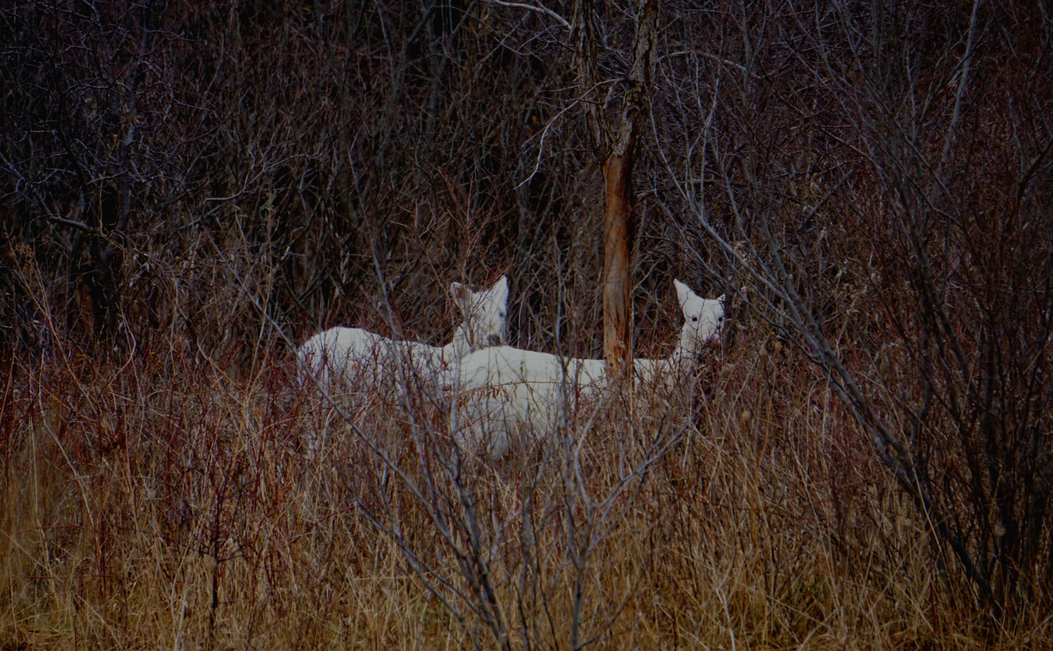 Seneca White Deer - Featured Image