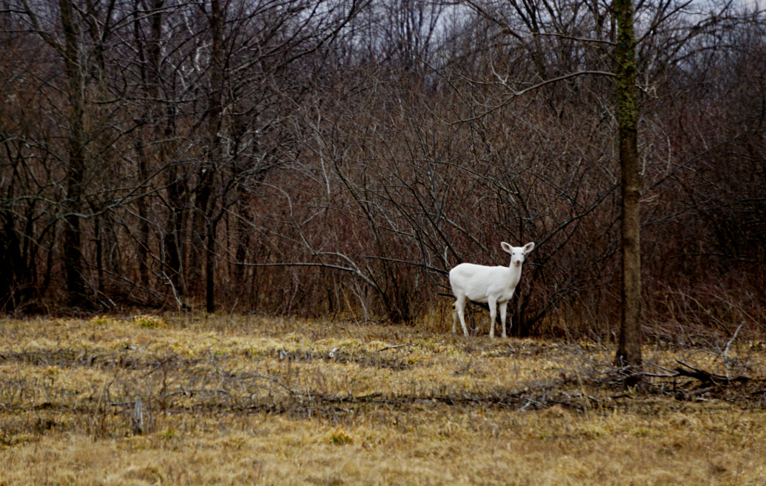 How to See the Seneca White Deer in the Finger Lakes Exploring Upstate