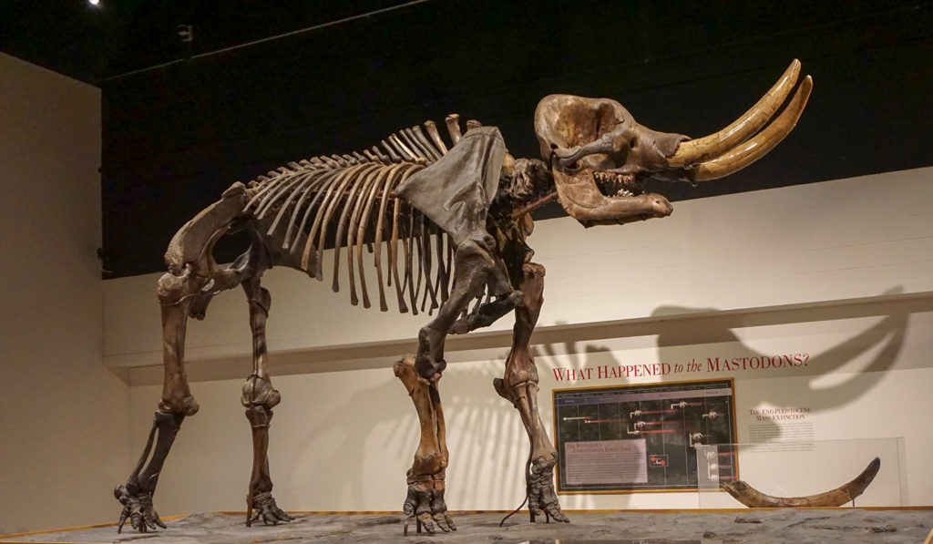 Cohoes Mastodon in the New York State Museum in Albany, New York