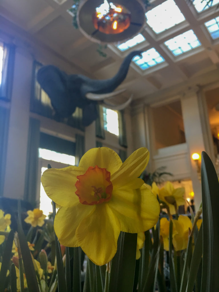 George Eastman Museum Parlor with Elephant Head in Rochester