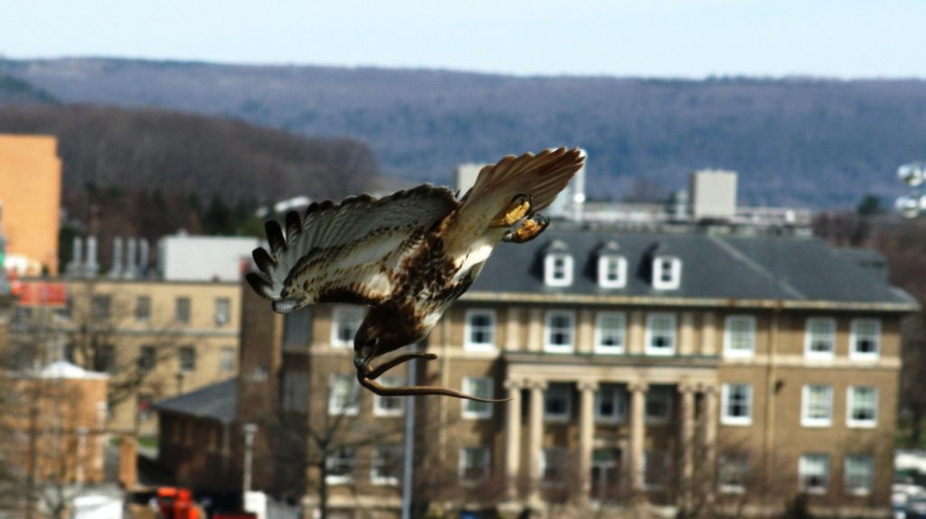 Birdwatching Red Hawk On Cornell University Campus