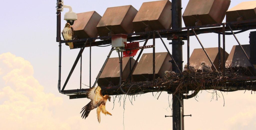 Birdwatching Hawks In the Finger Lakes Near Bird Cams