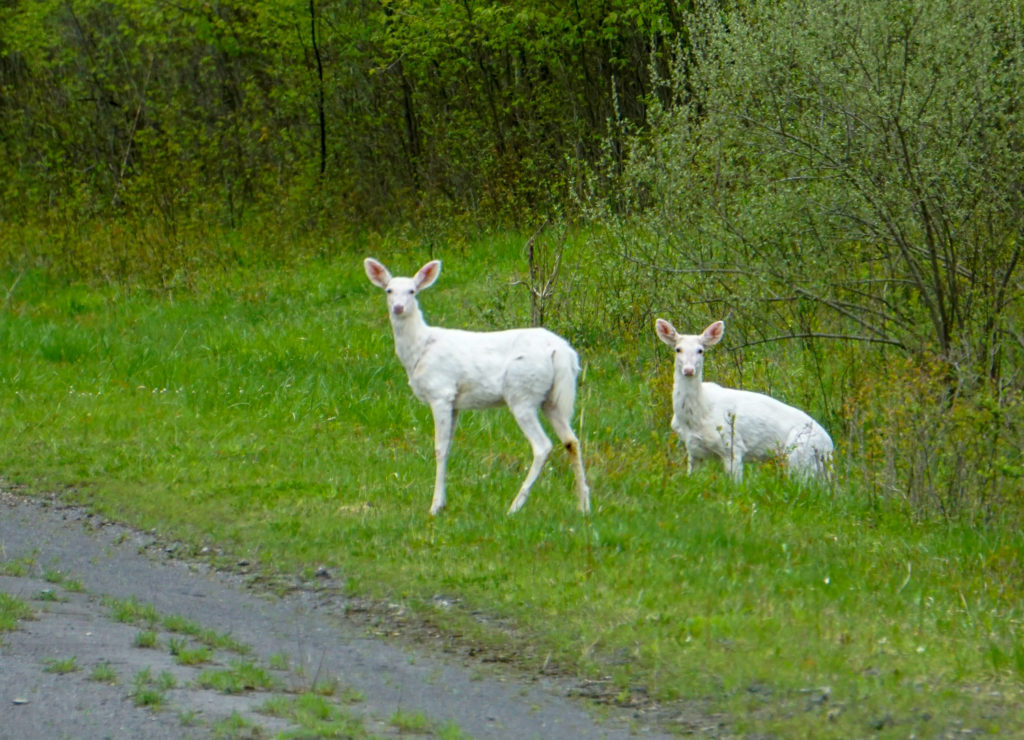 Seneca White Deer in Romulus, New York