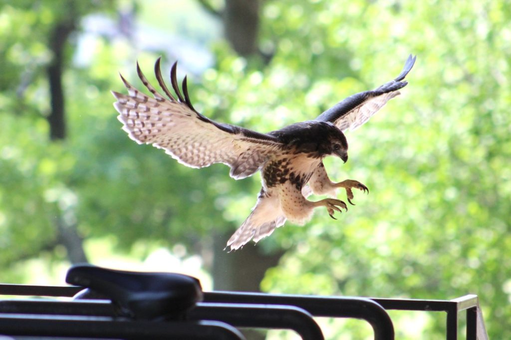 Birdwatching Hawks In the Finger Lakes On A Bike Rack