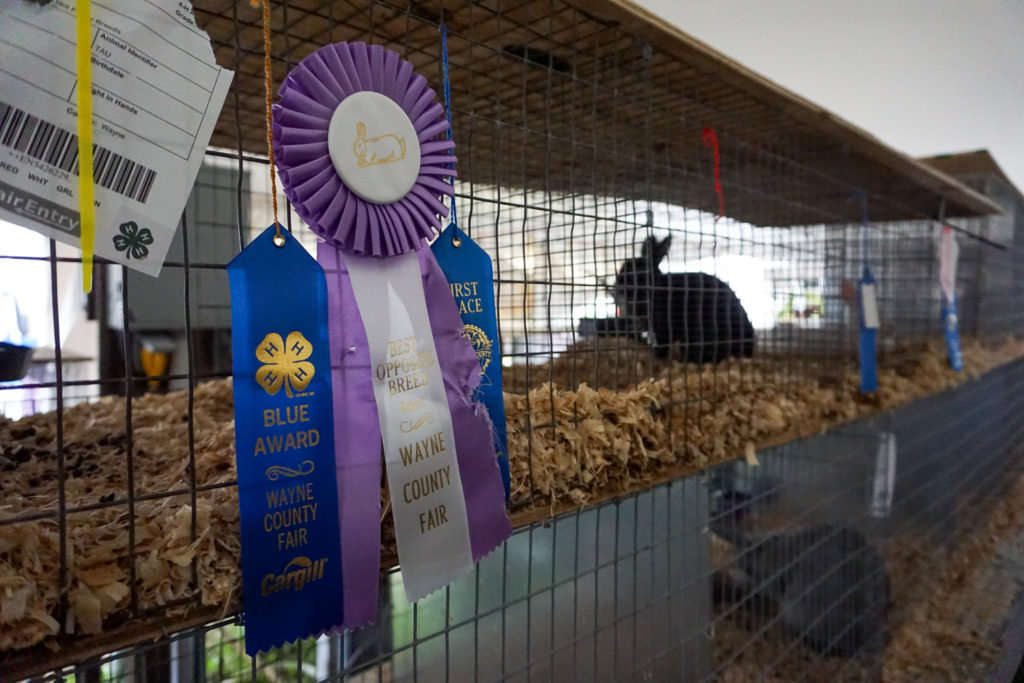 Rabbit Awards at the Wayne County Fair in Palmyra