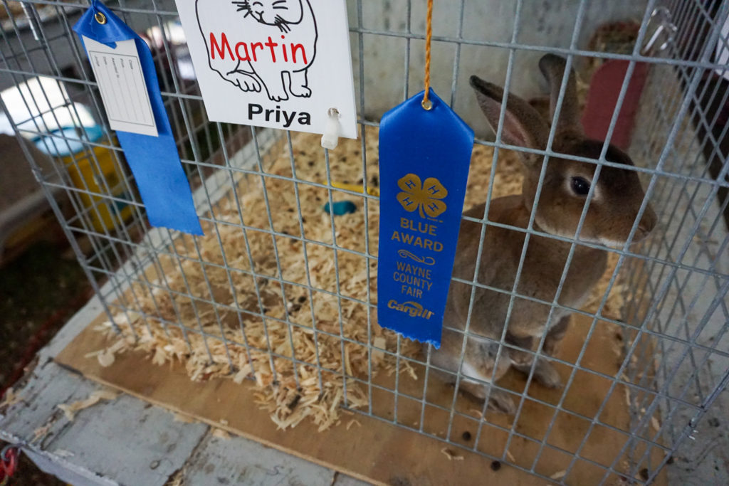 Prize Winning Rabbit at the Wayne County Fair in Palmyra