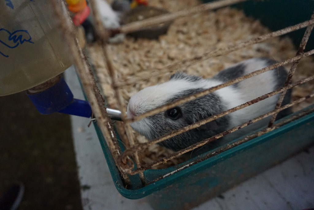 Guinea Pig at the Wayne County Fair in Palmyra