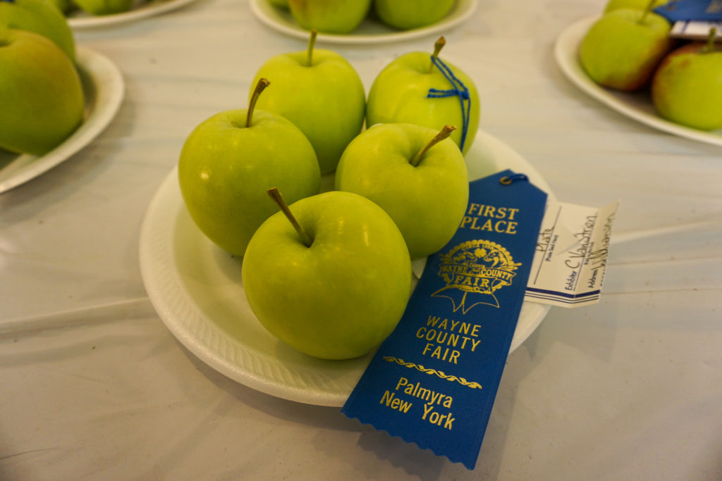 First Place Apples at the Wayne County Fair in Palmyra