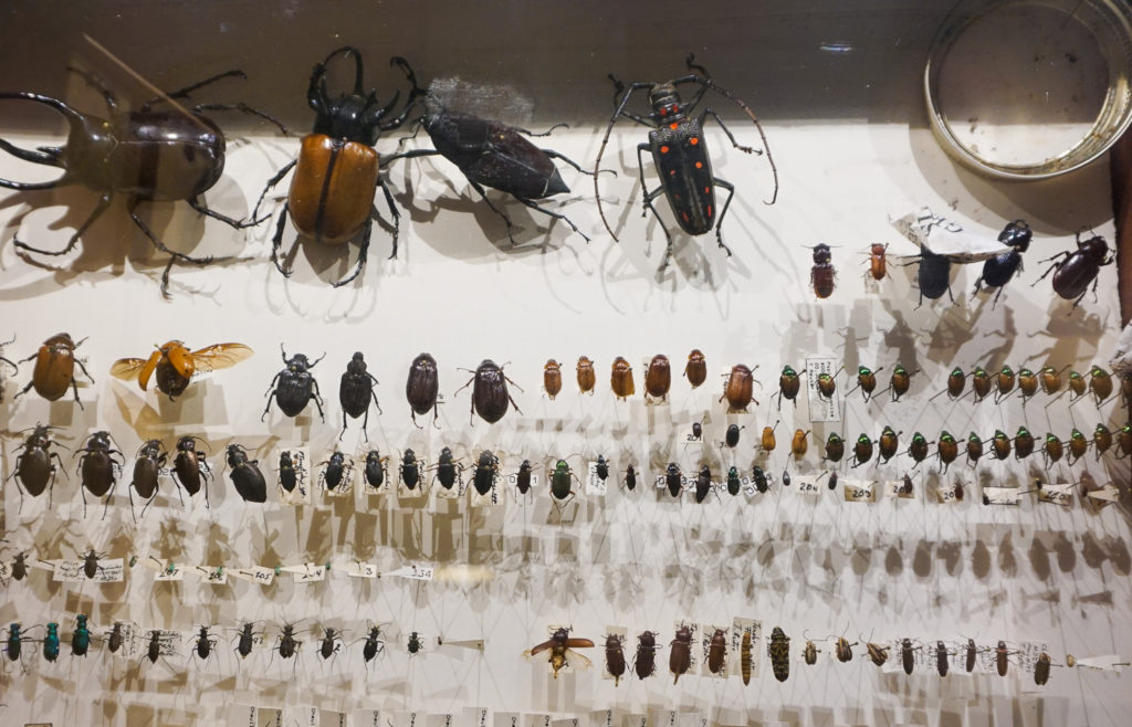 Antique Bug Collection at shop in Angelica, New York