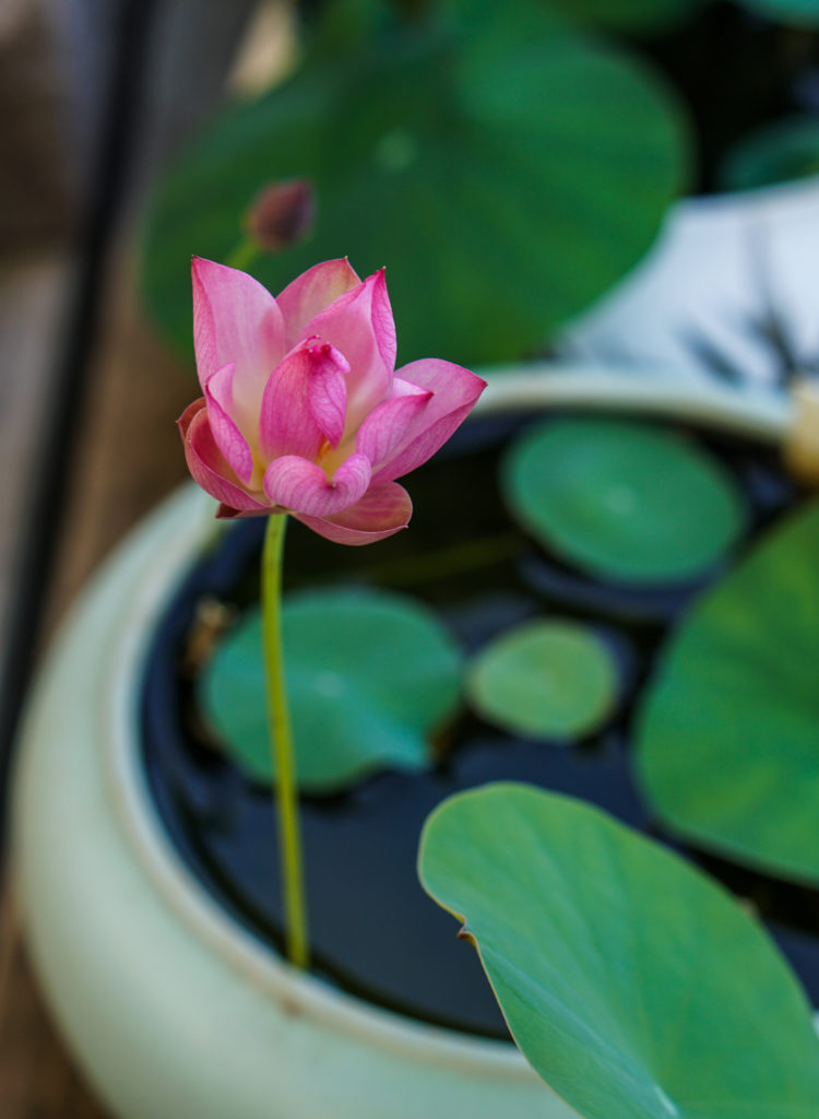 Medium Lotus Pot – Bergen Water Gardens, Lotus Paradise