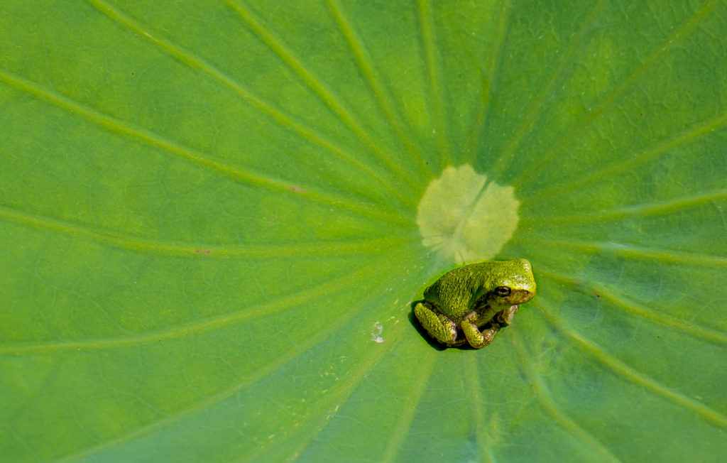 Large Lotus Pot – Bergen Water Gardens, Lotus Paradise