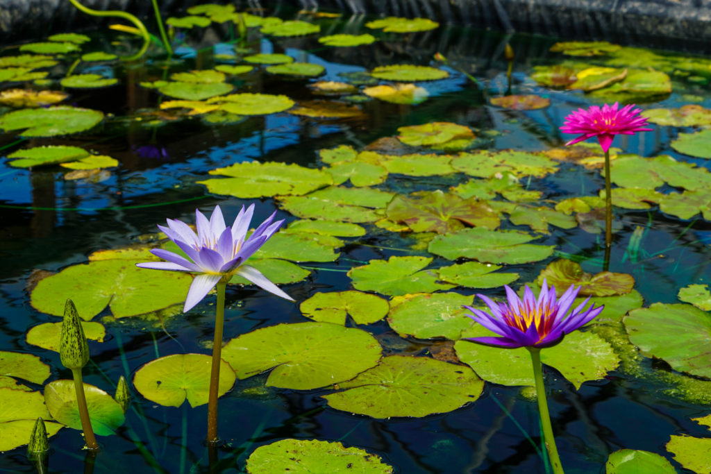 Bergen Water Gardens and lots of Lotus Flowers Exploring