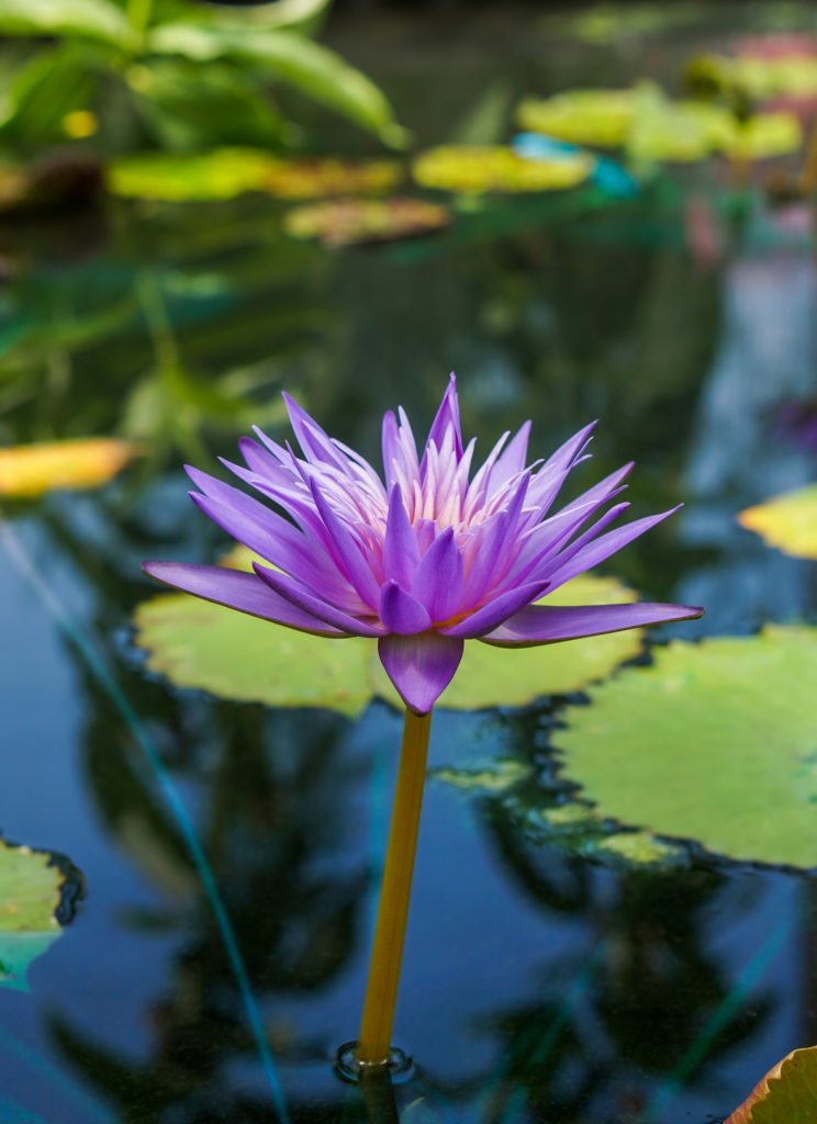 Medium Lotus Pot – Bergen Water Gardens, Lotus Paradise