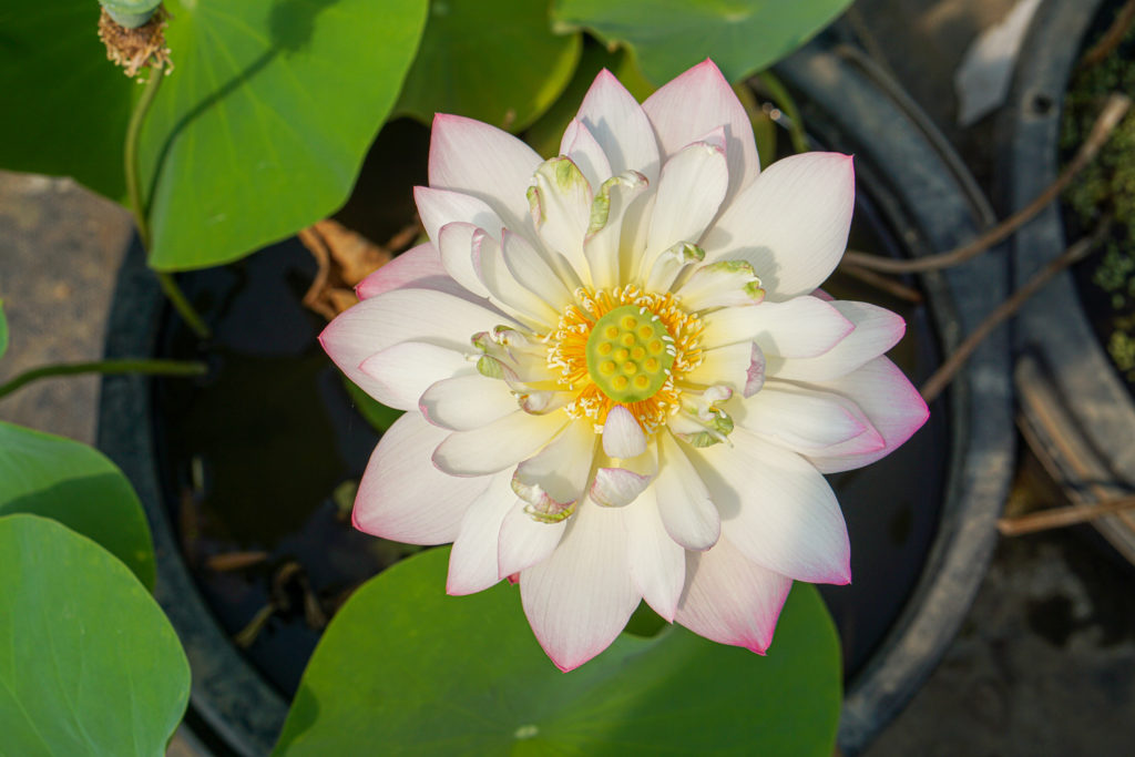 Master Lotus (Grand Master)- One of Blooming Machine Bowl Lotus( Winner) –  Bergen Water Gardens, Lotus Paradise