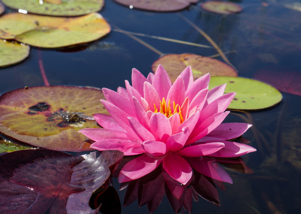 Large Lotus Pot – Bergen Water Gardens, Lotus Paradise